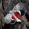 Residents urged to kill spotted lanternflies as egg-laying season approached
