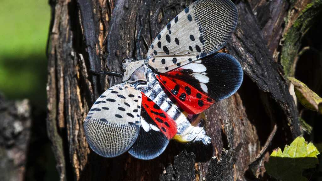 Residents urged to kill spotted lanternflies as egg-laying season approached