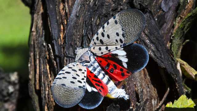 What you should do when you see a spotted lanternfly - Vimarsana News