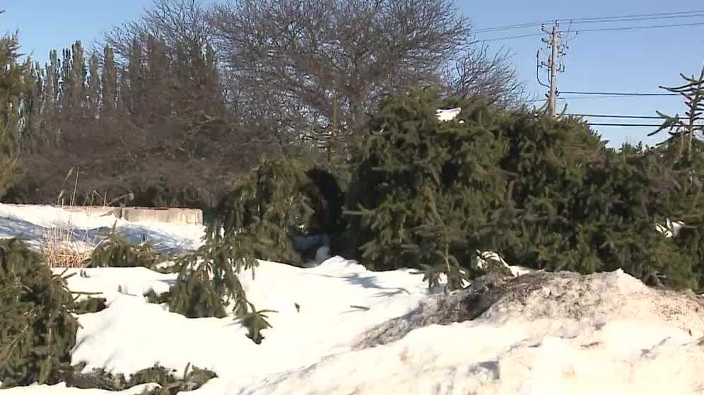 Tree cleanup continues from mid-January storm
