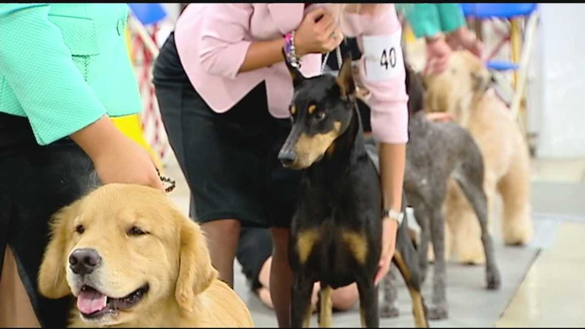 Carolina Foothills Dog Show comes to Greenville