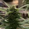 Medical cannabis dispensary opens in Talladega County as more Alabama locations prepare to launch