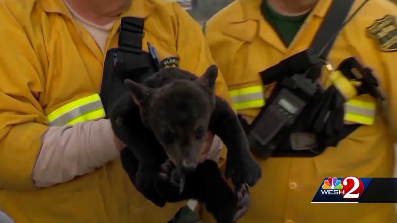 FWC Seeks Bear Response Contractors In Central Florida Counties