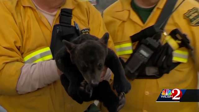 FWC seeks bear response contractors in Central Florida counties - Vimarsana News