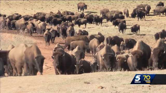 Bison will continue booming in Oklahoma thanks to federal grant - Vimarsana News
