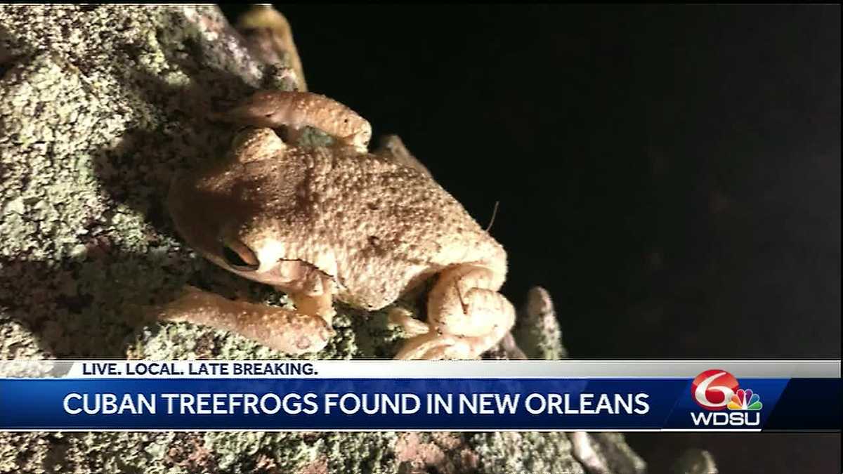 Cuban tree frogs invade Crescent City