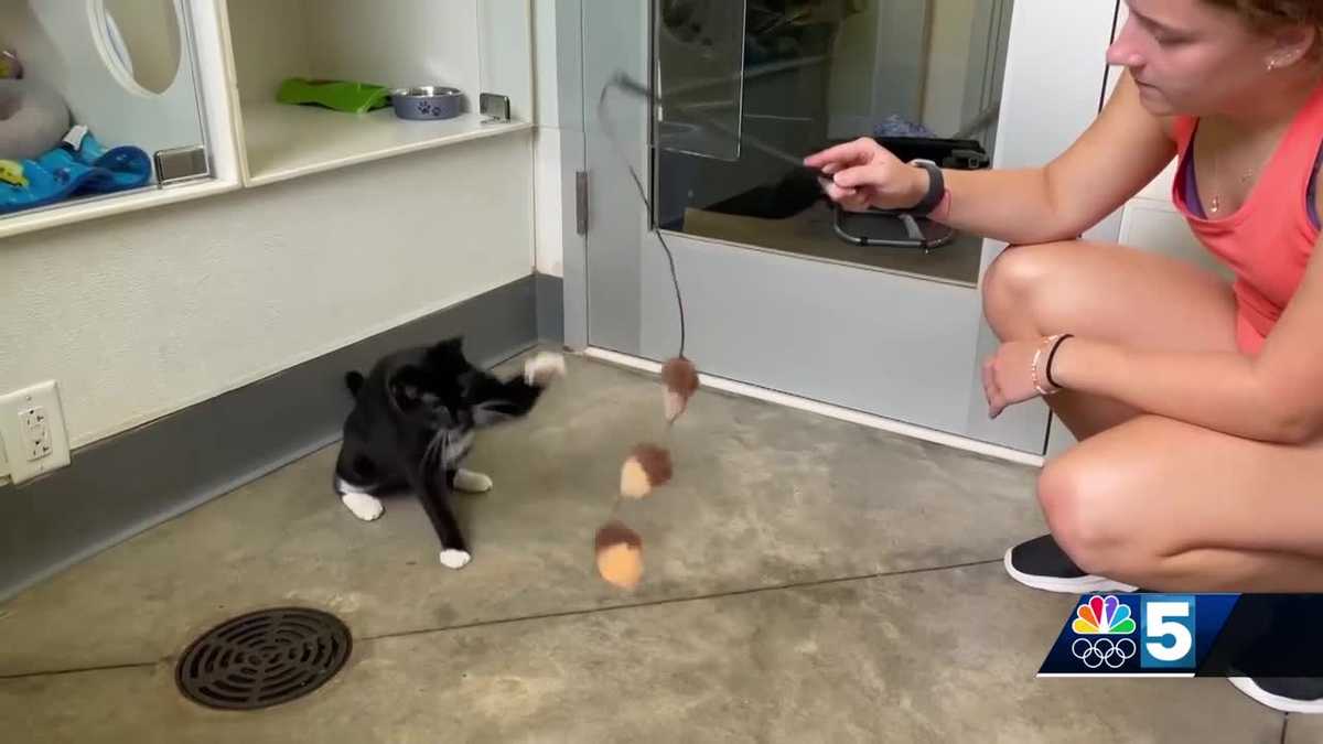 Pet Connection: July 25, 2024