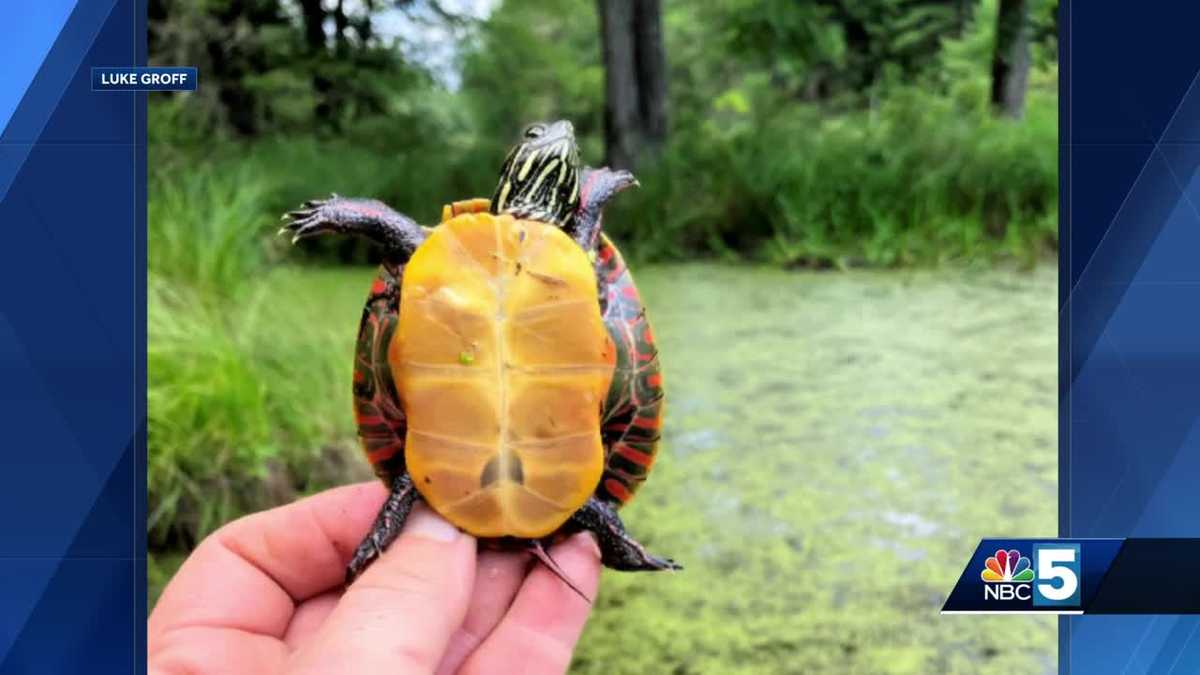 Vermont Fish and Wildlife says to leave turtles in the wild