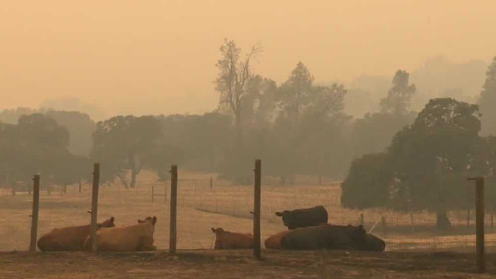 Winters family loses livestock as wildfire sweeps through area