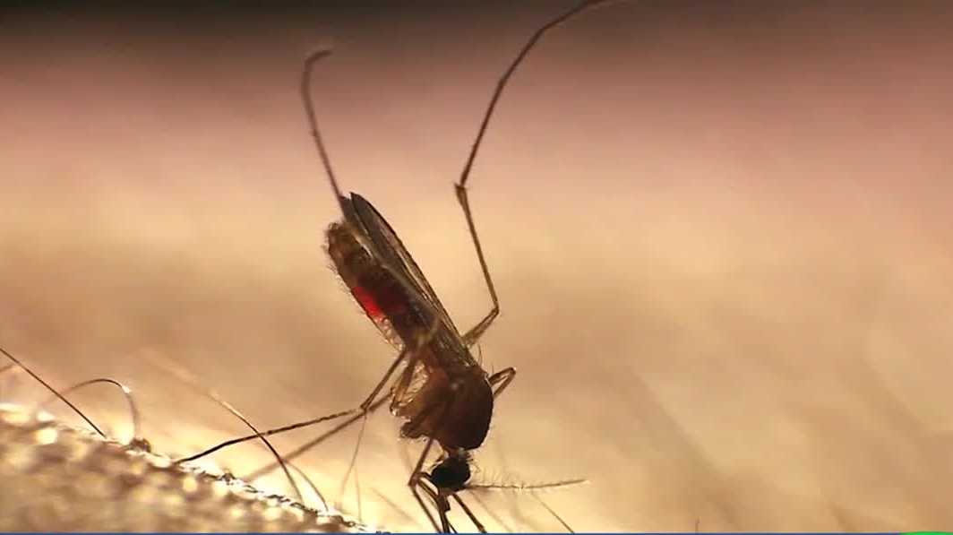 Sterile mosquitoes released in Rosemont to reduce invasive species