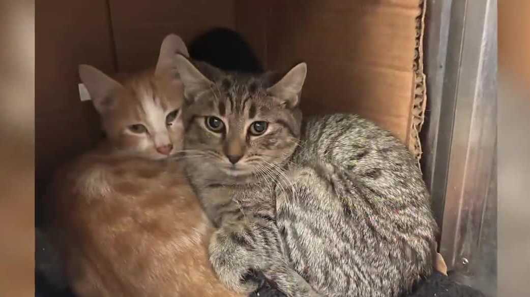 Spartanburg County Pet Resource Center shares updated after major animal rescue
