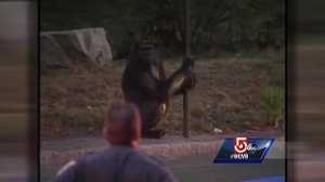 Teen recounts incident with Franklin Park Zoo gorilla