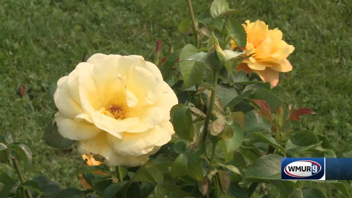 Grow It Green Basic rose care