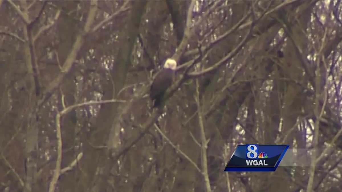 Pittsburgh "Eagle Cam" tree crashes to ground during wind storm; 1 egg