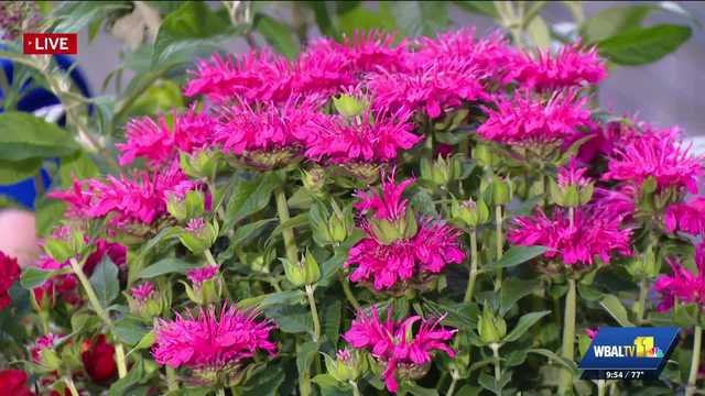 Ready for summer? See the flowers, plants and vegetables you can plant now
