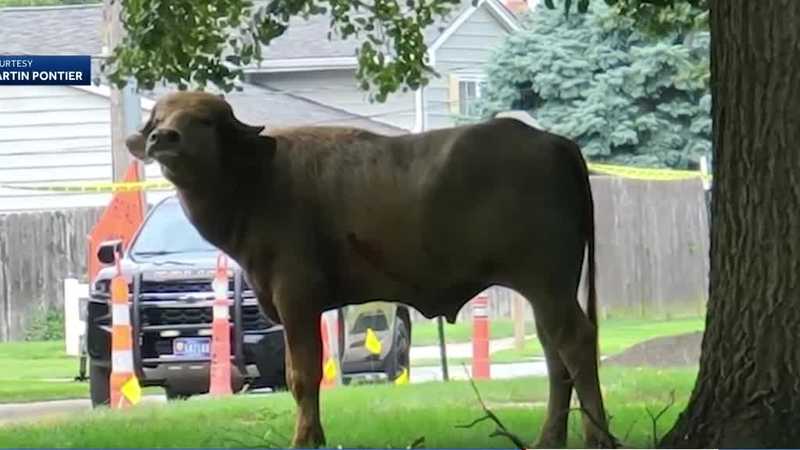 Authorities now using drone, ATVs in search for wounded water buffalo in Pleasant Hill