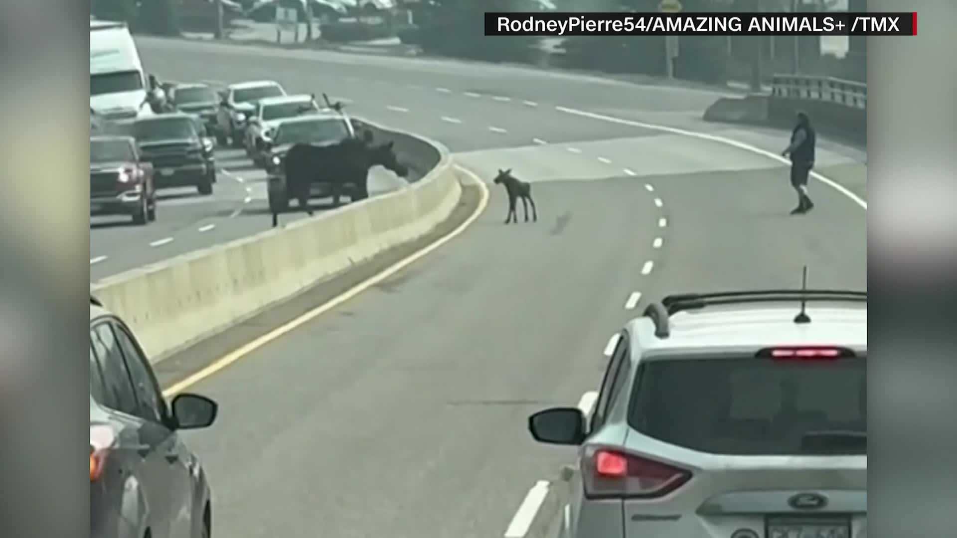 WATCH: Baby moose stops traffic in cutest way - Vimarsana News
