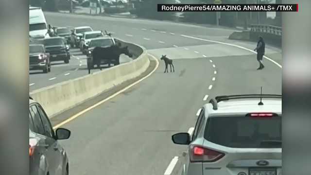 WATCH: Baby moose stops traffic in cutest way - Vimarsana News