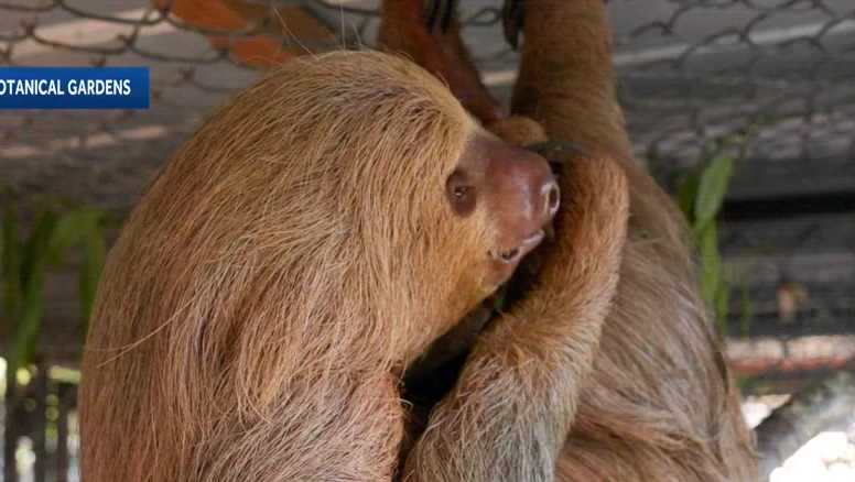 'It appears their nutrition has not been correct,' zoo CEO says after second rescued sloth dies