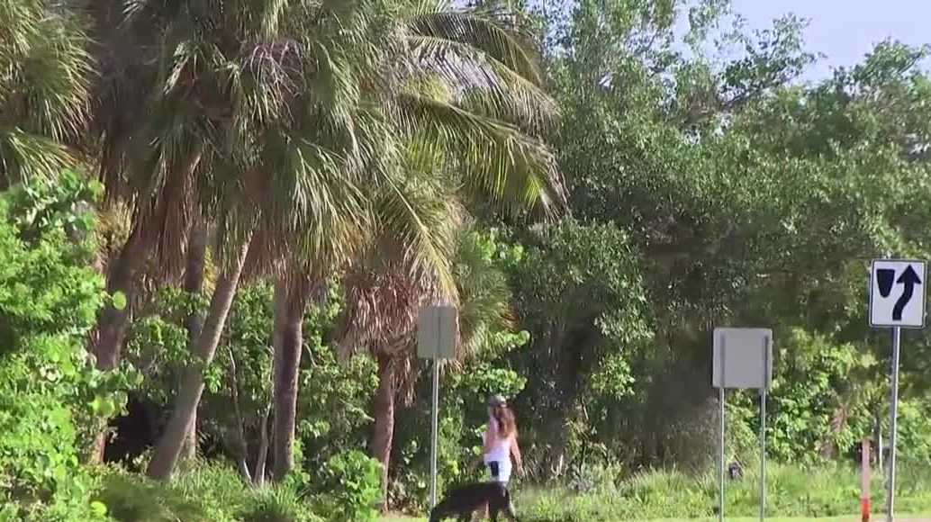 Native plants wiped out by hurricanes to be replanted along Sanibel Causeway