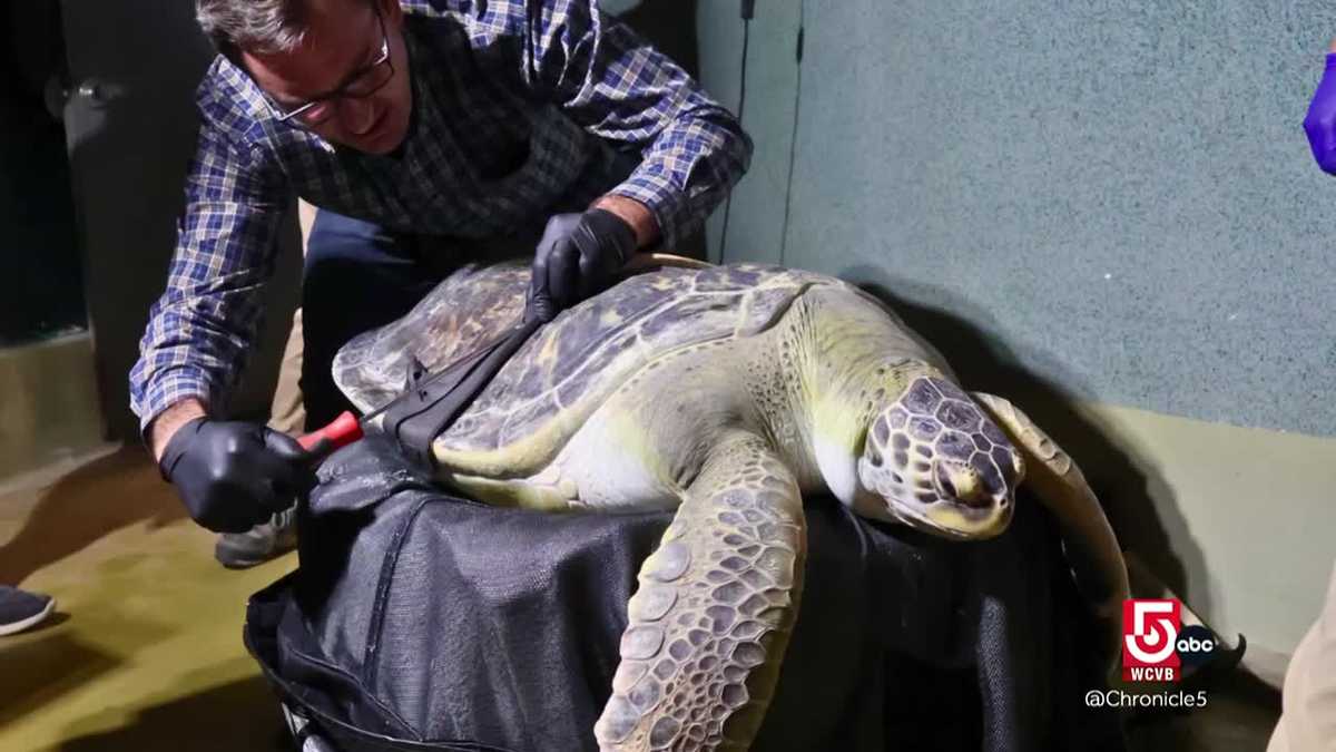 'Bubble Butt' Turtle helped through partnership with New Balance