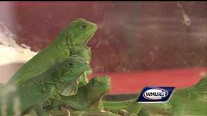 Thousands of reptiles invade Manchester