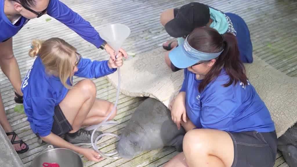 Manatees rescued from Orange River in Lee County recovering at SeaWorld