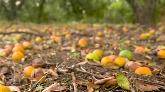 Citrus crop troubles in the Sunshine State - Vimarsana News