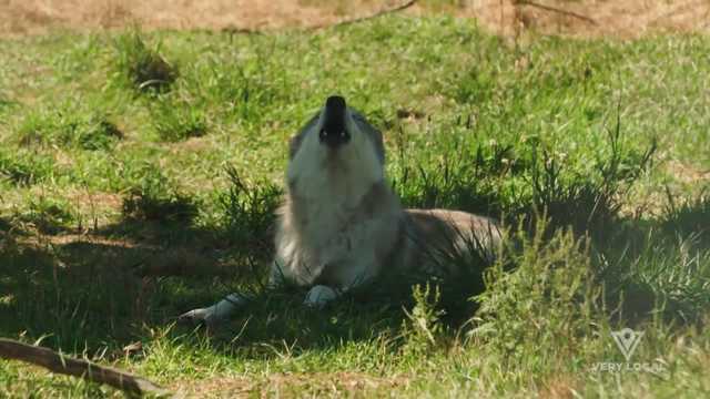A Mass wolf sanctuary provides educational programs - Vimarsana News