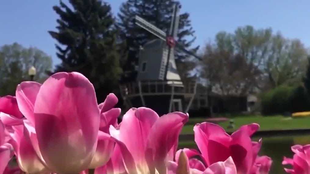 Tulip Time: Schedule, tickets, weather and more to know if you're heading to Pella