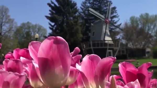 Pella Tulip Time releases schedule for May's festival