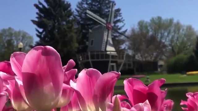 Guide to 2024 Tulip Time in Pella, Iowa - Vimarsana News