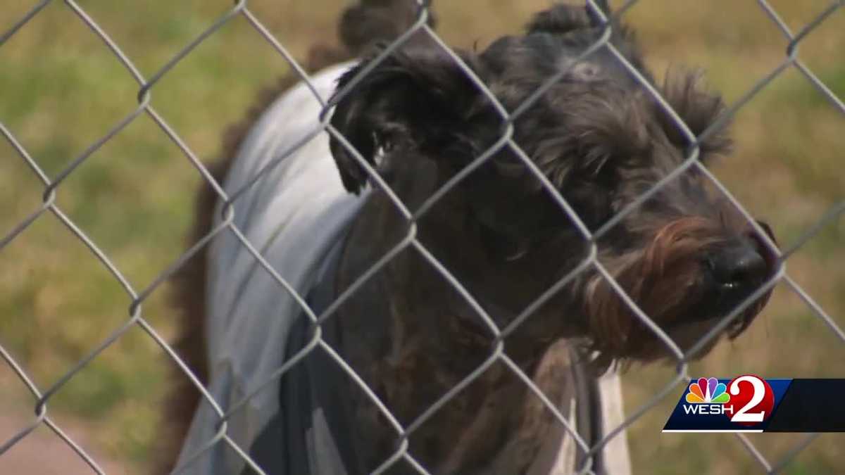 Rescue dog loose, kills dog, attacks another