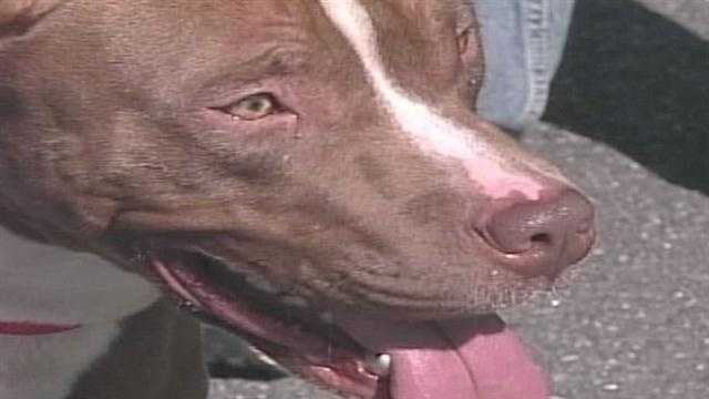 Dog found malnourished tied to tree