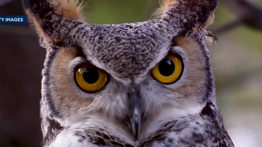 Carmel volunteers build owl nesting platforms to tackle growing rat problem