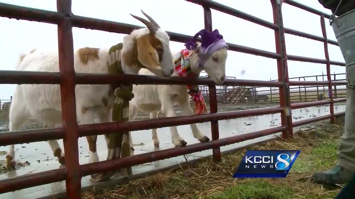 Goats make Christmas clean up 'kids' work