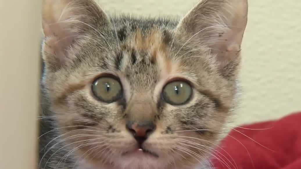 11 rescued Maine Coon cats are now recovering at Gulf Coast Humane Society