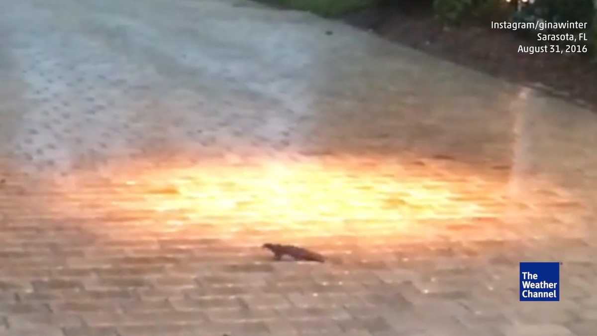 Catfish Flops Across Florida Driveway