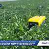Nebraska farmer uses weed-cutting robots to reduce pesticide use