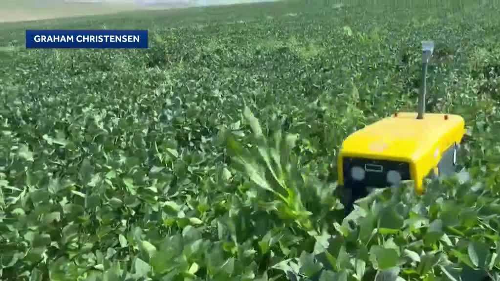 Nebraska farmer uses weed-cutting robots to reduce pesticide use