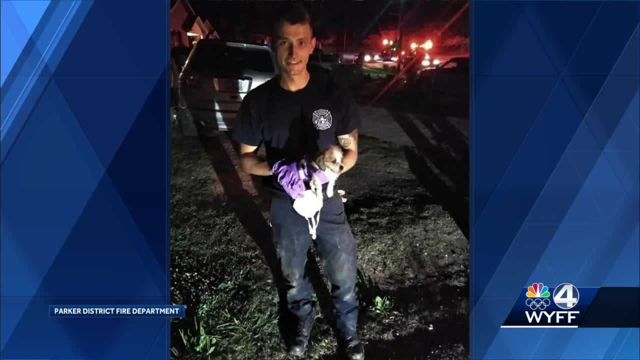 Greenville County: Firefighters save puppy stuck in sewer pipe after team effort - Vimarsana News