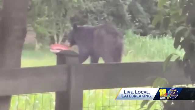 A bear in my area? Experts share what to do if you spot one - Vimarsana News