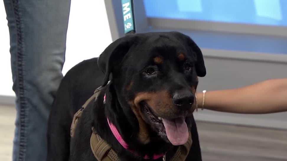 WESH 2 the Rescue: Juniper from Lake County Animal Shelter is ready for adoption