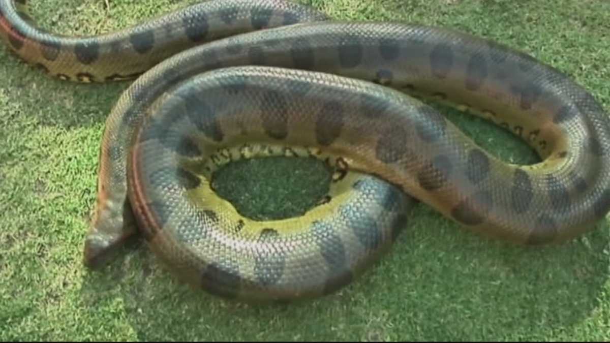 Animal Stories with Dan Green: Giant green anaconda