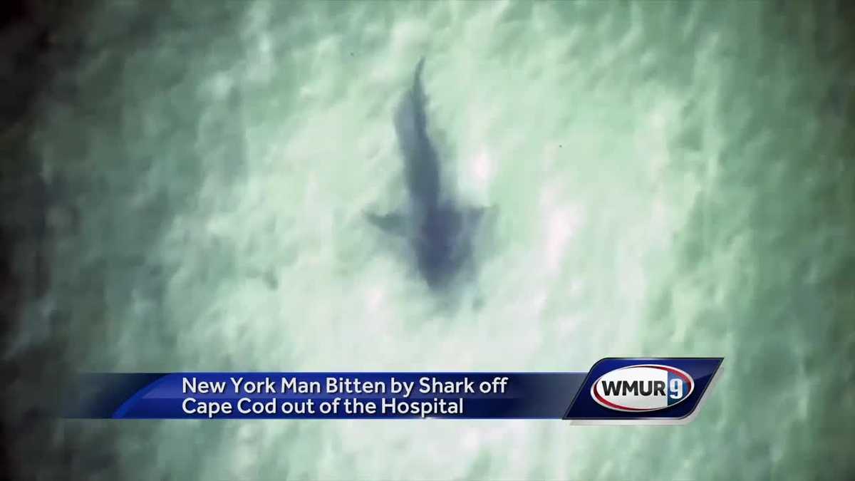 Cape Cod Shark Bite Victim Released From Hospital