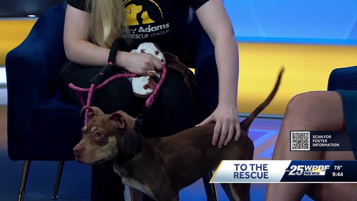 WPBF To The Rescue: Animals ready to find forever homes