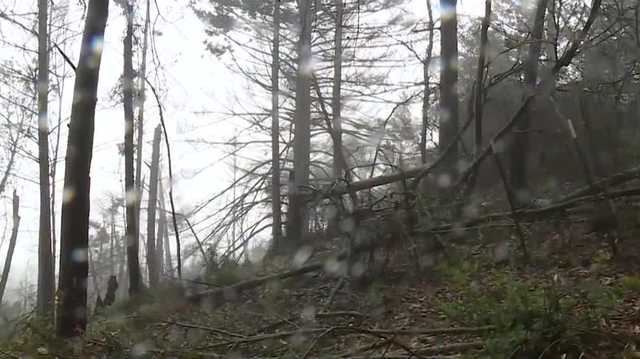 Falling trees causing concern for California mountain residents - Vimarsana News