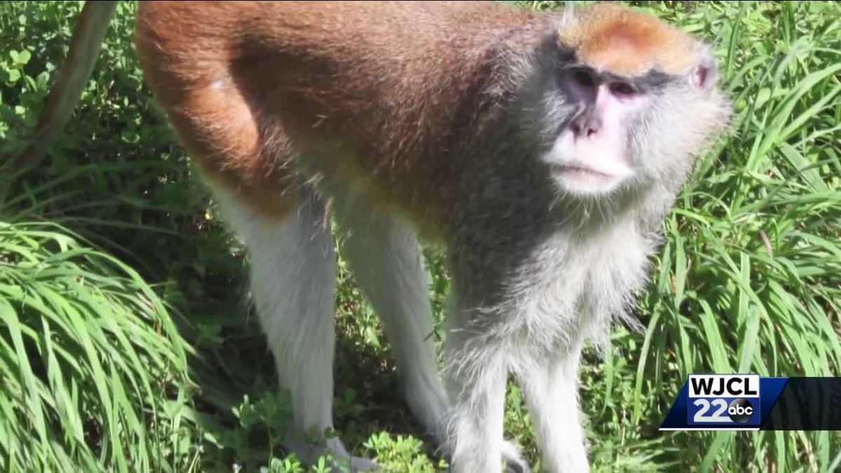 Missing pet monkeys found safe after a week of searching