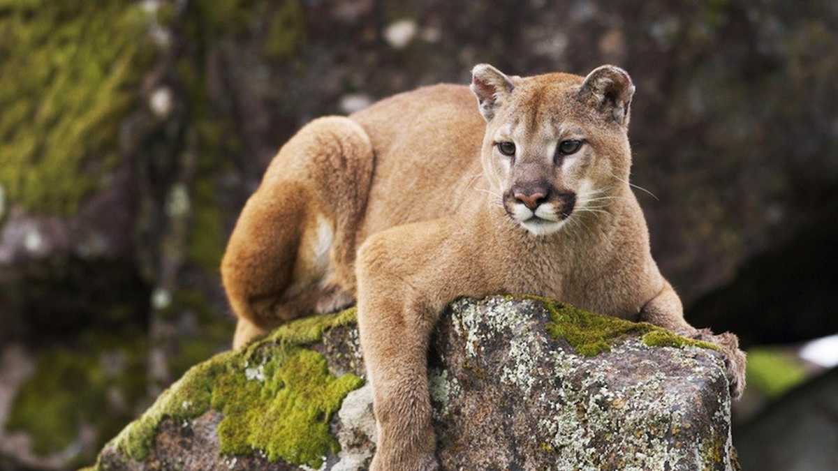 Mountain lion spotted 3 more times in Santa Cruz