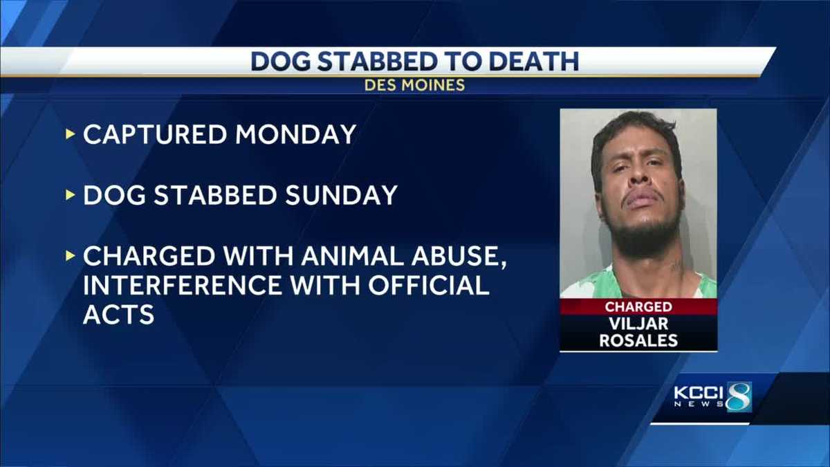 Man facing animal abuse charges captured with help of K-9 unit